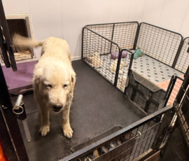 Pippin & Marisa Litter 5/26