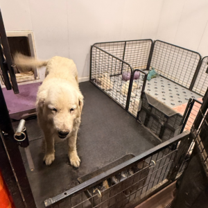 3097658527 Inside Our Maremma Puppy Program