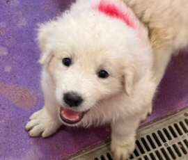 Pippin & Electra Litter 5/26