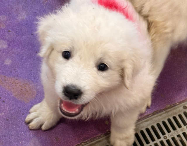842717570 Available Maremma Puppies
