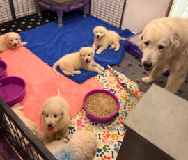 Pippin & Electra Litter 5/26