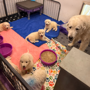 3502114745 Inside Our Maremma Puppy Program