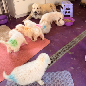 1414791247 Inside Our Maremma Puppy Program