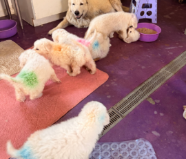 Pippin & Marisa Litter 5/26