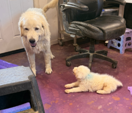 Pippin & Marisa Litter 5/26