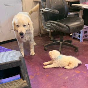 2675544036 Inside Our Maremma Puppy Program