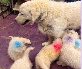 Pippin & Marisa Litter 5/26