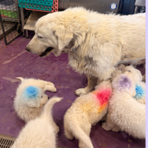 3682719851 Inside Our Maremma Puppy Program