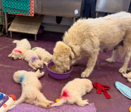 Pippin & Marisa Litter 5/26