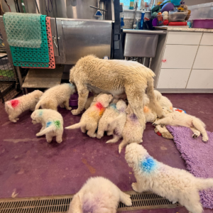 2045764920 Inside Our Maremma Puppy Program
