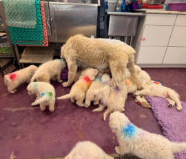 Pippin & Marisa Litter 5/26