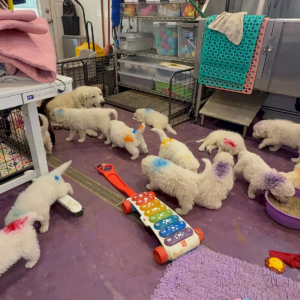 2379611846 Inside Our Maremma Puppy Program