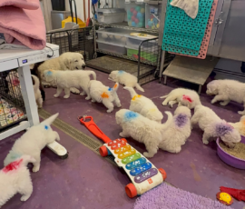 Pippin & Marisa Litter 5/26