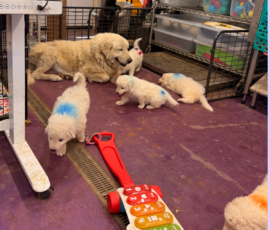 Pippin & Marisa Litter 5/26