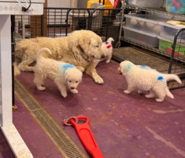 Pippin & Marisa Litter 5/26