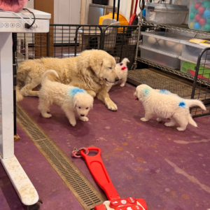 3075319017 Inside Our Maremma Puppy Program
