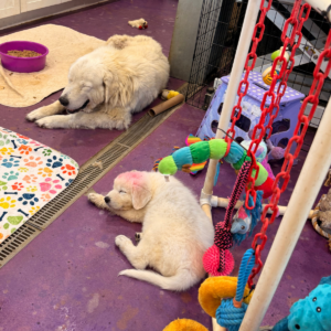 1263335900 Inside Our Maremma Puppy Program
