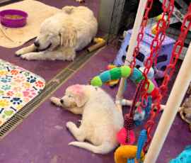 Pippin & Marisa Litter 5/26