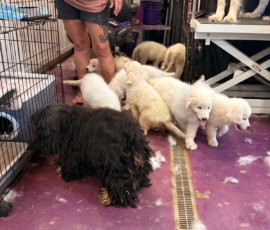 1155289671 Pippin & Nova Litter 5/26