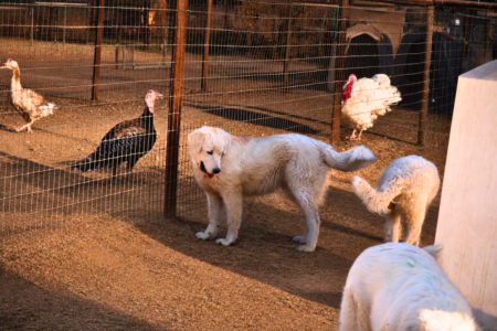 2726455783 Inside Our Maremma Puppy Program