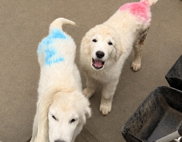 2736384683 Pippin & Nova Litter 5/26