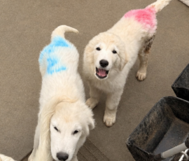3982585711 Pippin & Nova Litter 5/26
