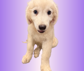 1075146132 Pippin & Electra Litter 5/26
