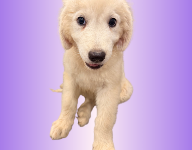 3955848895 Available Maremma Puppies