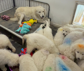 1148214934 Pippin & Nova Litter 5/26