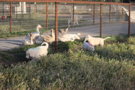 1788977792 Inside Our Maremma Puppy Program