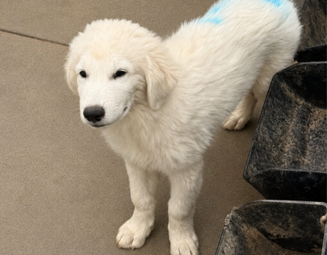 2940646597 Pippin & Nova Litter 5/26