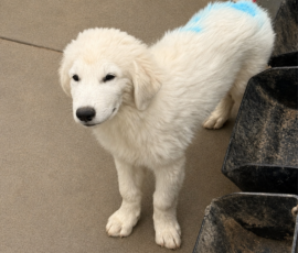 3051665393 Pippin & Nova Litter 5/26