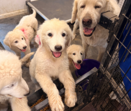 3043066263 Pippin & Nova Litter 5/26