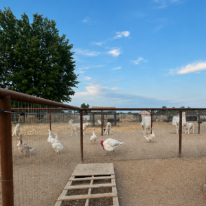 2674898435 Inside Our Maremma Puppy Program