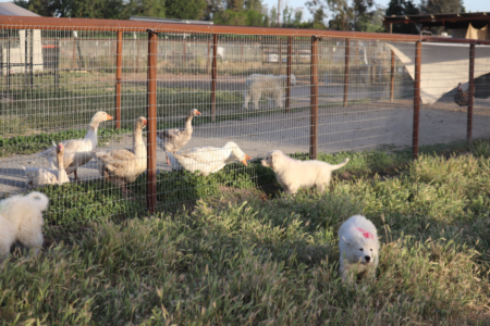 4224030869 Inside Our Maremma Puppy Program
