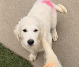 4050860457 Pippin & Nova Litter 5/26