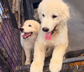 1616372613 Pippin & Nova Litter 5/26