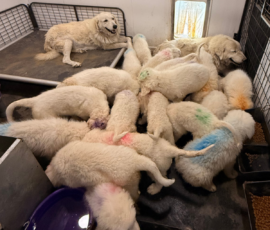 2142757543 Pippin & Nova Litter 5/26