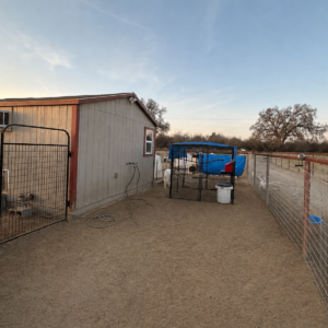 4149510288 Inside Our Maremma Puppy Program