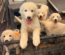 1115586665 Pippin & Nova Litter 5/26