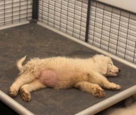 3512154430 Pippin & Nova Litter 5/26