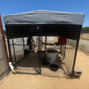 1750409761 Inside Our Maremma Puppy Program