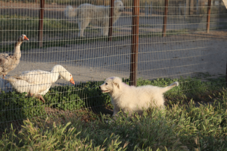 1357173791 Inside Our Maremma Puppy Program