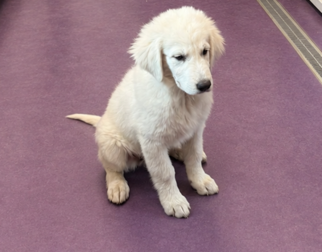 648537689 Pippin & Nova Litter 5/26