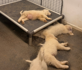 411533791 Pippin & Nova Litter 5/26