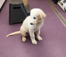 1167551320 Pippin & Nova Litter 5/26