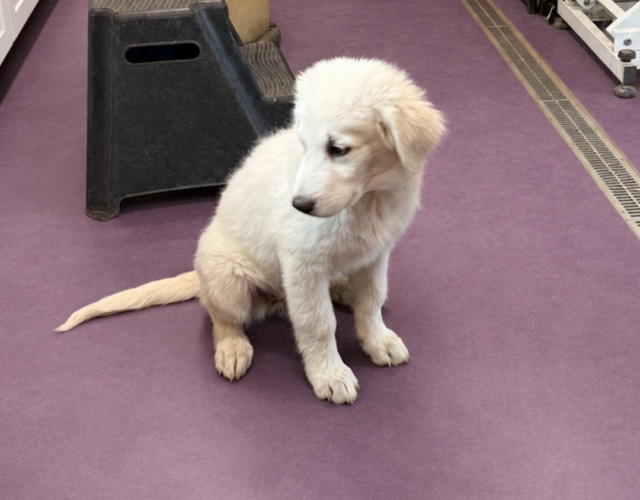 2354978857 Pippin & Nova Litter 5/26