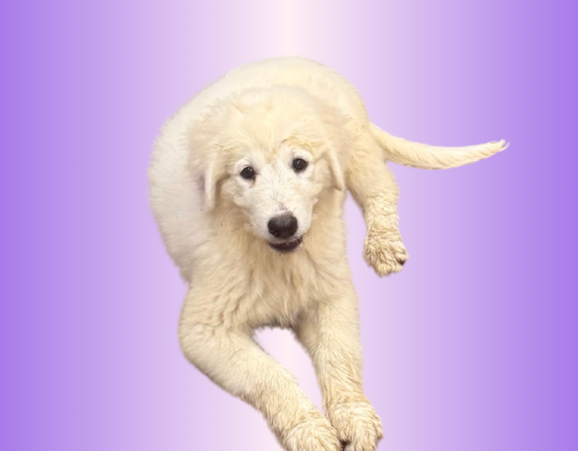 1841760226 Available Maremma Puppies