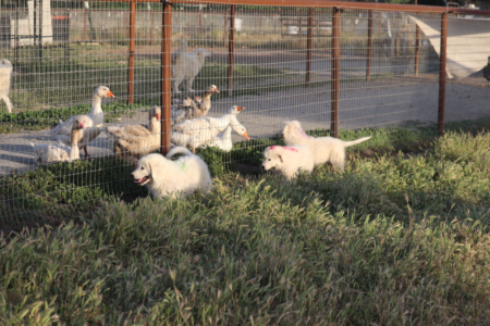 3670313376 Inside Our Maremma Puppy Program