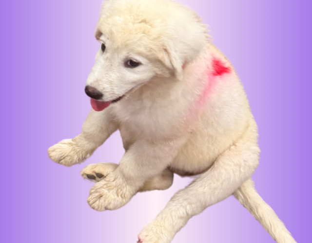 1954945589 Available Maremma Puppies